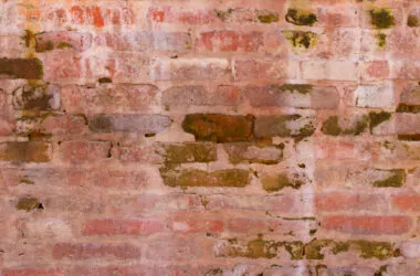 Damp brick wall with green algae