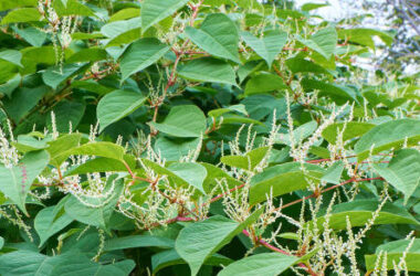 Blooming Sakhalin Knotweed