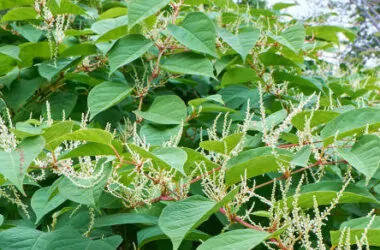 Blooming Sakhalin Knotweed