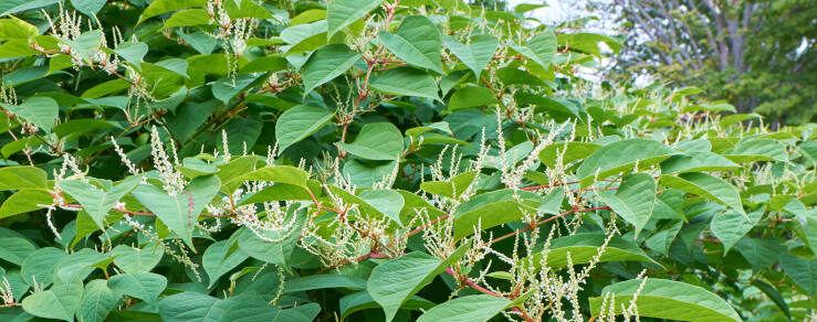 Blooming Sakhalin Knotweed