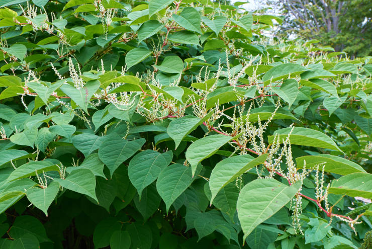 Blooming Sakhalin Knotweed